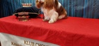 Výstava psů Kavalír King Charles