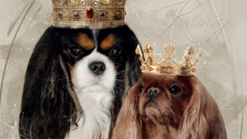Výstava-Kings-Charles-Španěl_web Výstava-Kings-Charles-Španěl_web